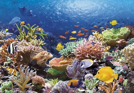 Пазл Риби коралових рифів 1000 ел.