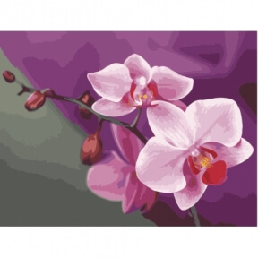 Картина по номерам Розовые орхидеи 50 х 40 см КНО1081 Идейка