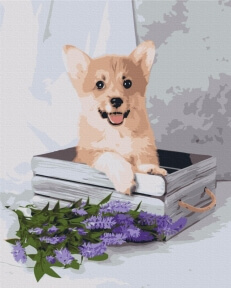 Картины по номерам Игривый корги 48x60 Brushme BS52653L