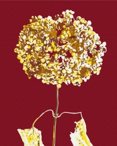 Золота гортензія © Halyna Vitiuk 40x50 Brushme BS53997