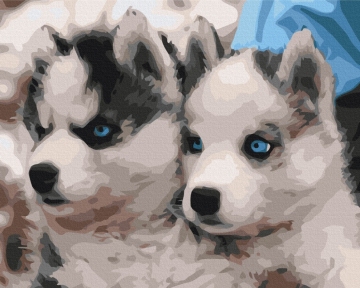 Картины по номерам Щенки хаски 48x60 Brushme BS3797L
