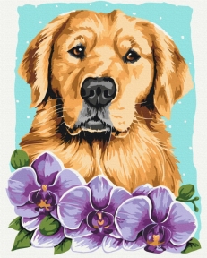 Картины по номерам Золотистий ретривер © Anna Kuly 48x60 Brushme BS53583L