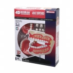 Объемная анатомическая модель Зубной ряд человека FM-626015 4D Master