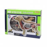 Объемная анатомическая модель Собака золотистый ретривер 4D Master FM-622007
