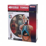 Объемная анатомическая модель Торс человека 4D Master FM-626003