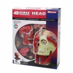 Объемная анатомическая модель Голова человека 4D Master FM-626103