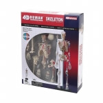 Обємна анатомічна модель Скелет людини 4D Master FM-626011