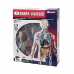 Обємна анатомічна модель Тіло людини прозоре 4D Master FM-626204