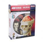 Объемная анатомическая модель Черепно-мозговая коробка человека 4D Master FM-626005