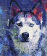 Картини за номерами Погляд Хаскі 48x60 Brushme BS51460L