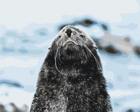 Картины по номерам Морской котик © Сергей Глотов 40x50 Brushme BS54270