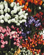 Картини за номерами Ярмарок тюльпанів 40x50 Brushme BS52646