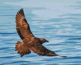 Картины по номерам Полет южнополярного поморника © Сергей Глотов 40x50 Brushme BS54269