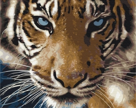 Картины по номерам Взгляд тигра 48x60 Brushme BS8767L
